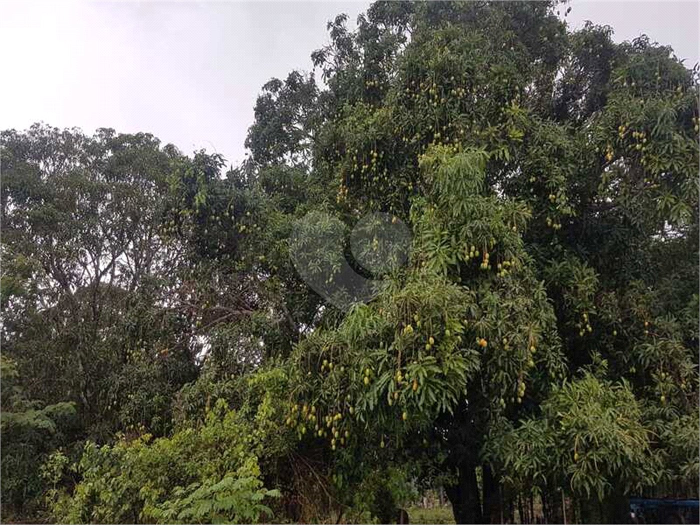 Fazenda à venda com 2 quartos em Canabrava, João Pinheiro, MG
