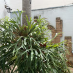Casa à venda com 3 suítes em Jardim Leonor, São Paulo, SP