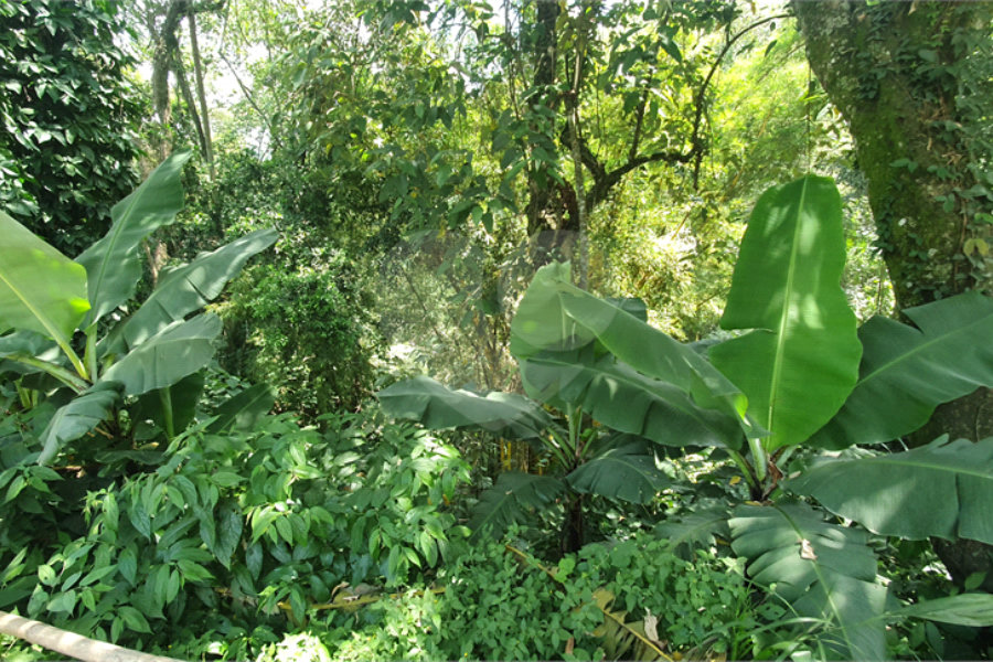 Chácara à venda com 2 quartos em Serra da Cantareira, Mairiporã, SP