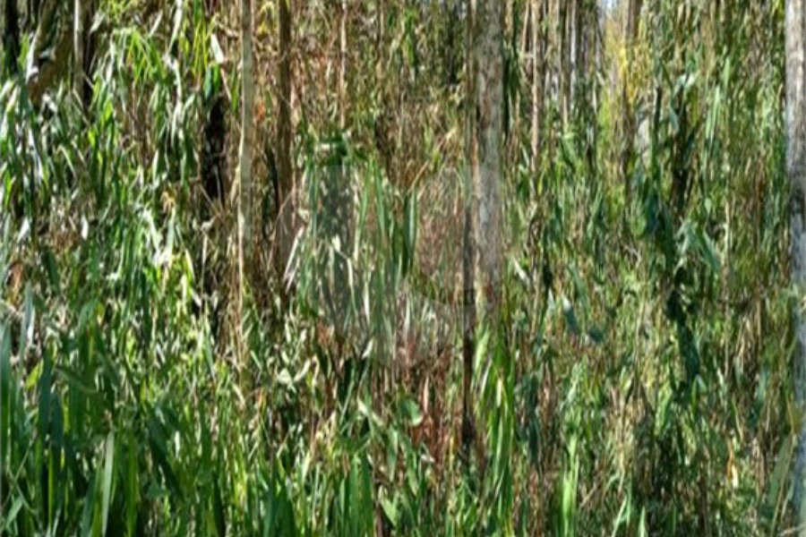 Terreno à venda em Remédios, Mairiporã, SP