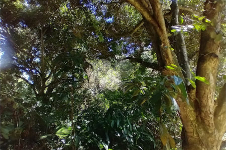 Casa à venda com 1 quarto em Vila Verde, Armação dos Búzios, RJ
