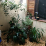 Casa Térrea à venda com 5 quartos, sendo 1 suíte, em Santana, São Paulo, SP