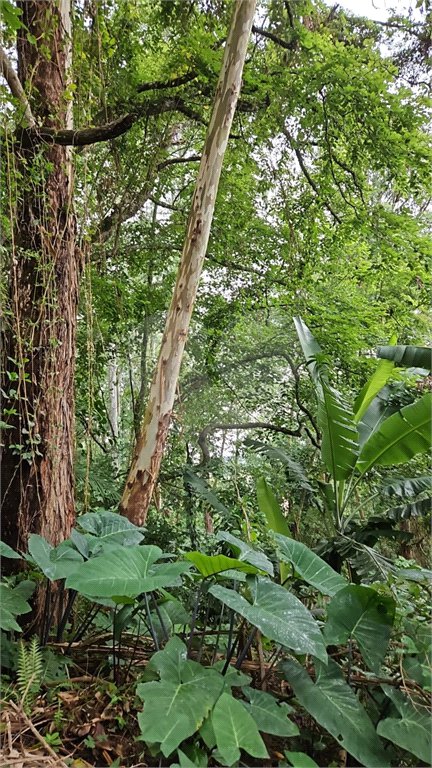 Terreno à venda em Vila Albertina, São Paulo, SP