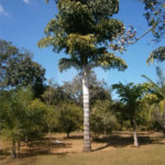 Chácara para venda no Aracê de Santo Antonio I