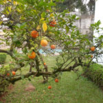 JARDIM FRANÇA MARAVILHOSA RESIDENCIA térrea à venda com imenso espaço verde!!