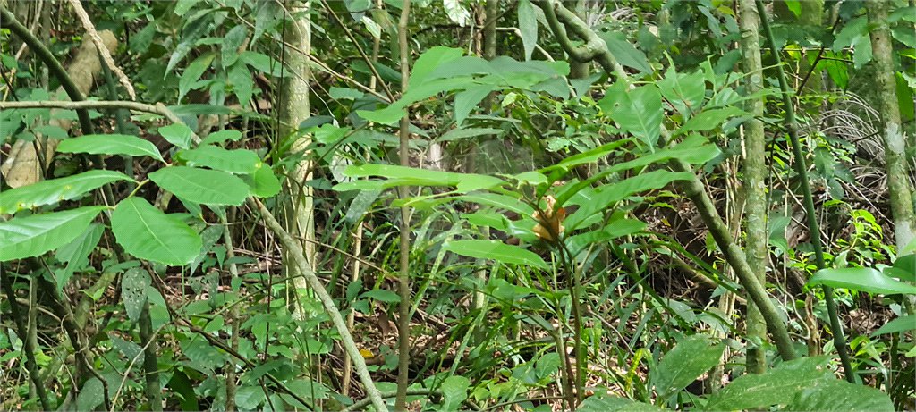 Terreno à venda em Caraguatá, Mairiporã, SP