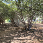 Casa à venda ou para alugar com 3 suítes no condomínio Jardim Theodora, Itu - SP