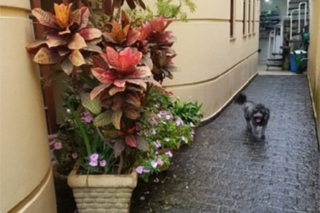 Sobrado à venda com 3 suítes em Lar São Paulo, São Paulo, SP