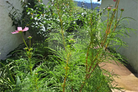 Chácara à venda com 3 quartos, sendo 2 suítes,  em Chácaras Fernão Dias, Atibaia, SP
