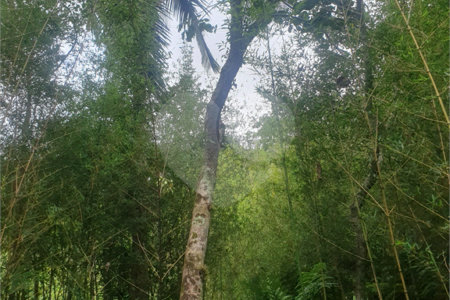 Terreno à venda em Vila Moraes, Mogi das Cruzes, SP