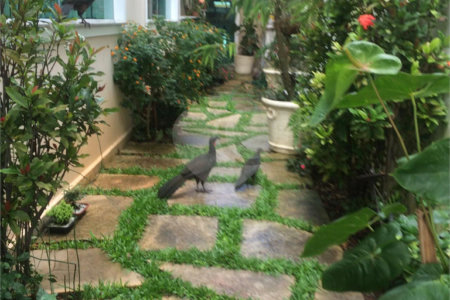 Sobrado à venda com 4 suítes em Tucuruvi, São Paulo, SP