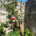 Sobrado à venda com 5 quartos em Horto, São Paulo, SP