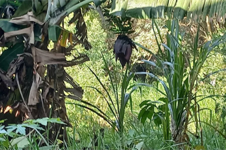 Terreno à venda em Vila Tramontano, São Paulo, SP
