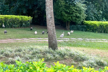 Cobertura à venda ou para alugar com 4 suítes em Jardim Morumbi, São Paulo, SP