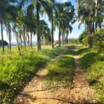 SÍTIO A VENDA - BELA VISTA