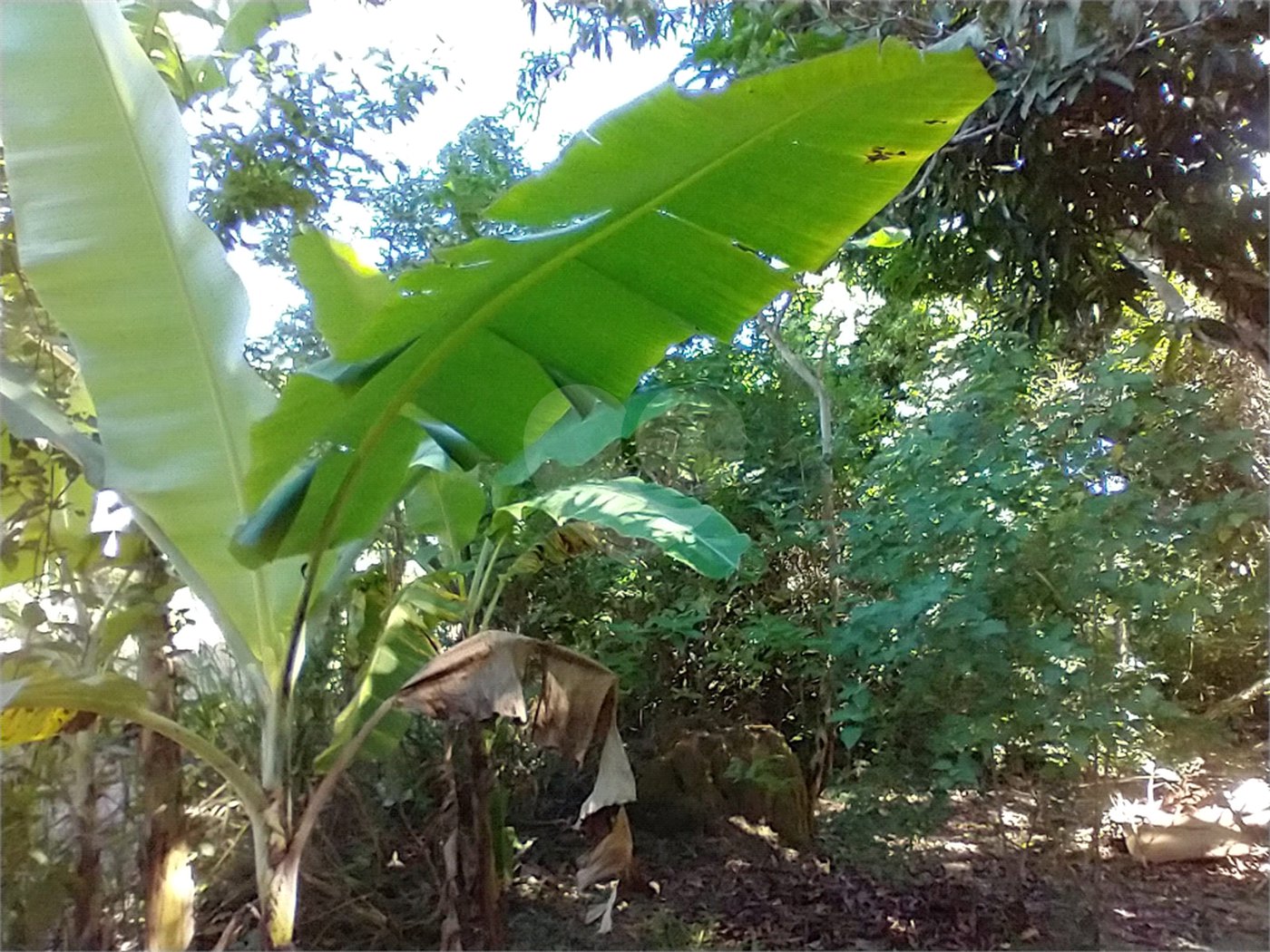 Casa à venda com 1 quarto em Vila Verde, Armação dos Búzios, RJ