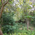 Casa à venda ou para alugar com 5 quartos, sendo 2 suítes, no condomínio Restinga Verde, São Roque - SP