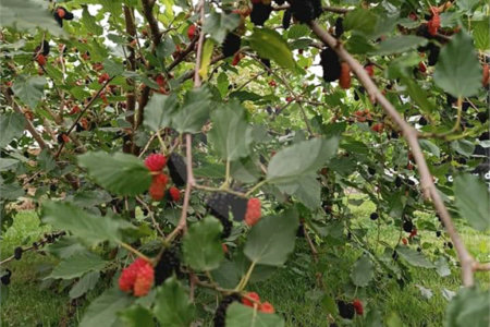 Chácara à venda com 4 quartos, sendo 2 suítes, em João Jabour, Salto, SP