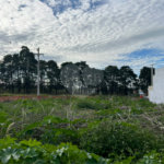 Terreno à venda em Vila Nastri, Itapetininga, SP