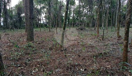 Terreno à venda em Serra da Cantareira, Mairiporã, SP