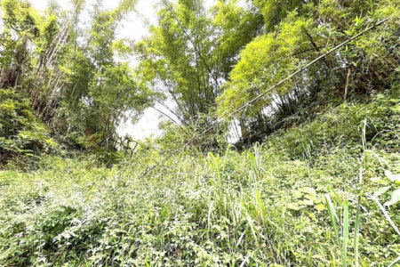 Terreno Residencial à venda, Morro de Nova Cintra, Santos - TE0034.