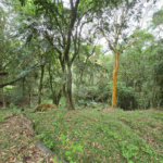 Sítio à venda com 6 quartos, sendo 5 suítes, em Área Rural de Itapetininga, Itapetininga, SP