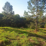 Fazenda Elisa - Fase 3