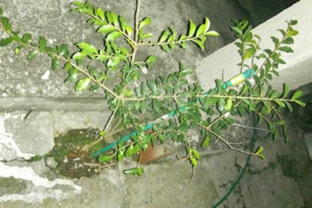 Casa à venda com 5 quartos, sendo 1 suíte,  em Jardim Jaçanã, São Paulo, SP