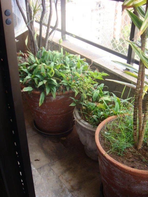 Apartamento à venda com 4 suítes em Vila Andrade, São Paulo, SP