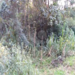 Terreno à venda em Serra da Cantareira, Mairiporã, SP