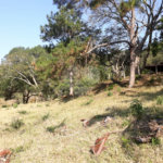 Sítio à venda com 3 quartos em Bairro do Cambará, São Roque, SP