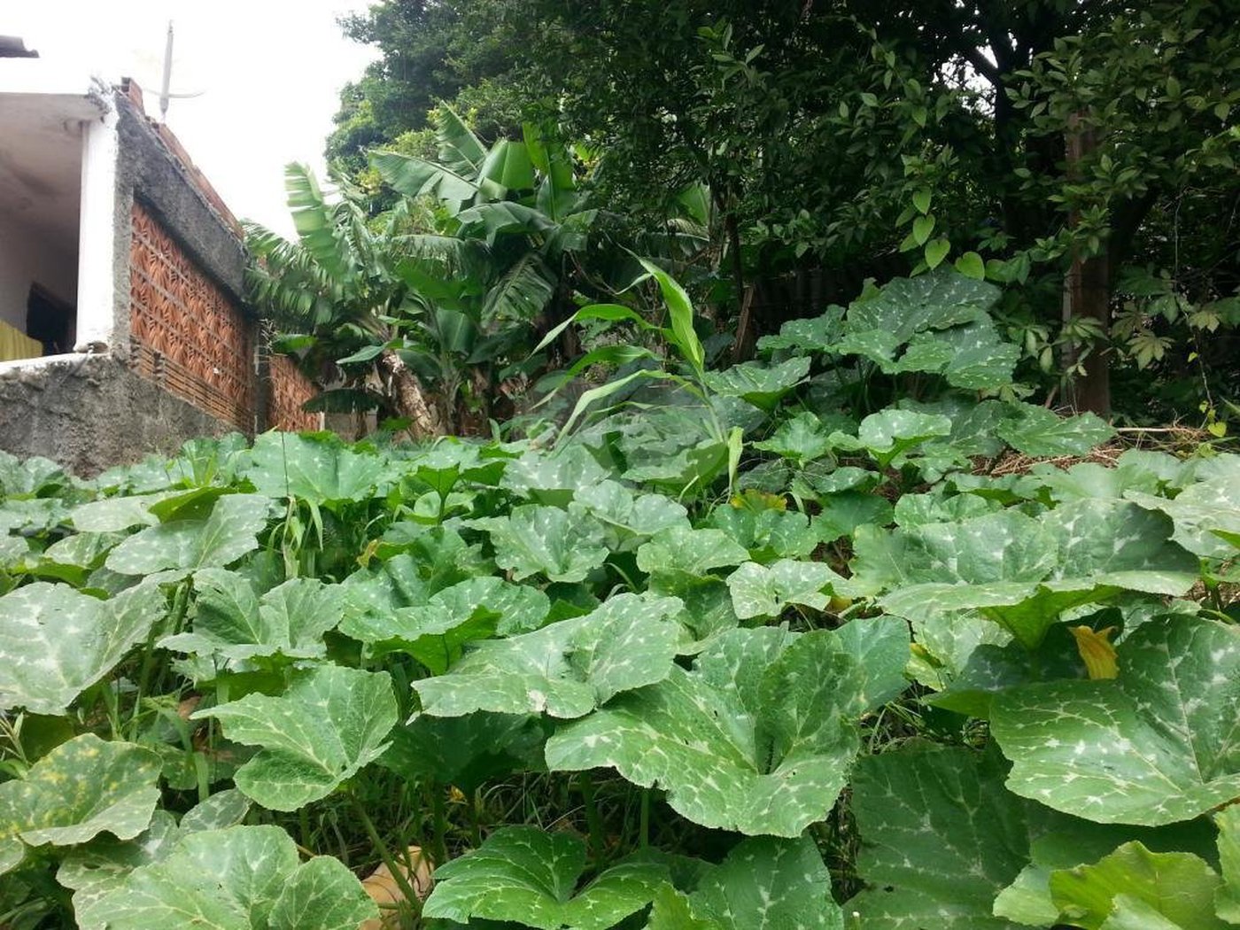 Terreno à venda em Imirim, São Paulo, SP