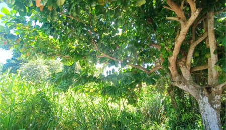 Terreno à venda em Caravelas, Armação dos Búzios, RJ
