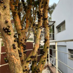 Casa à venda com 5 suítes no condomínio Suíça da Cantareira, Mairiporã - SP
