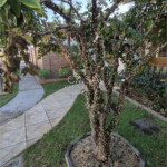 Casa em condomínio à venda ou para alugar com 3 quartos, sendo 1 suíte, em Jardim Ibiti do Paço, Sorocaba, SP