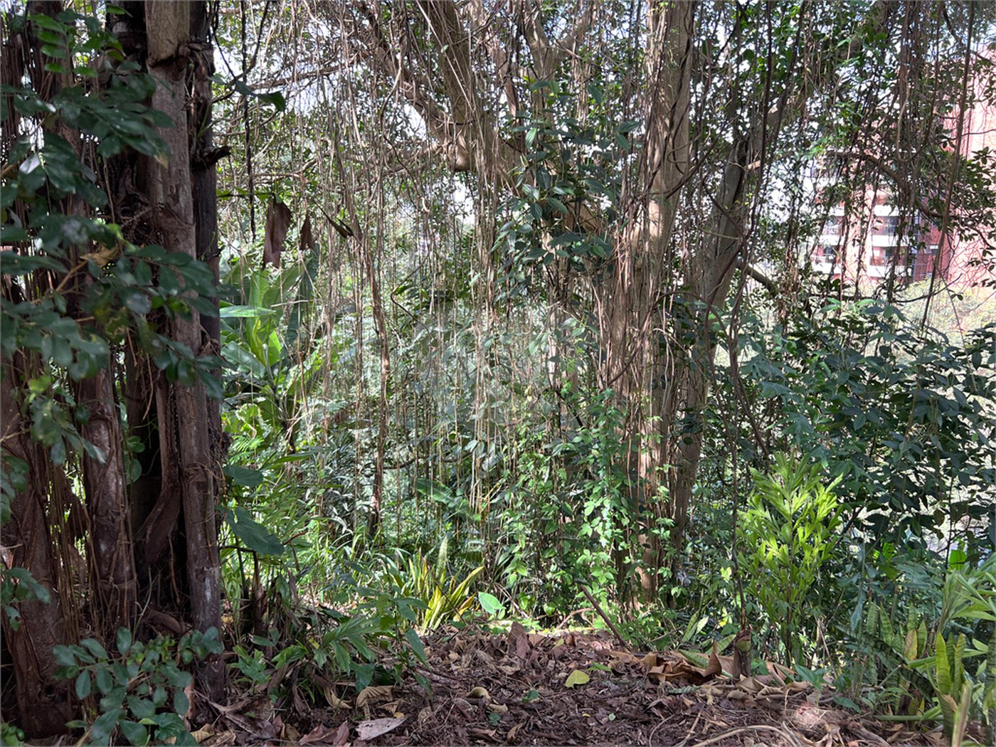 Terreno à venda em Paraisópolis, São Paulo, SP