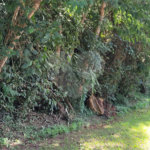 Terreno à venda no condomínio Associação Reserva das Hortênsias, Mairiporã - SP