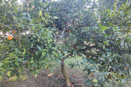 Chácara à venda com 4 quartos, sendo 1 suíte, em Chácaras Fernão Dias, Atibaia, SP