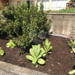 Sobrado à venda com 5 quartos, sendo 1 suíte, em Jardim São Bento, São Paulo, SP
