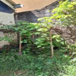 Casa à venda com 3 quartos em Perdizes, São Paulo, SP