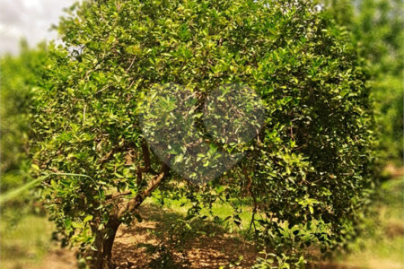 Chácara à venda com 8 quartos, sendo 5 suítes, em Chácara Belvedere, Indaiatuba, SP