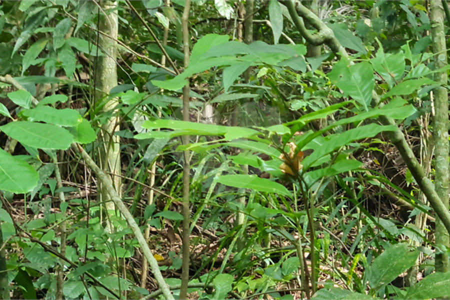 Terreno à venda em Caraguatá, Mairiporã, SP