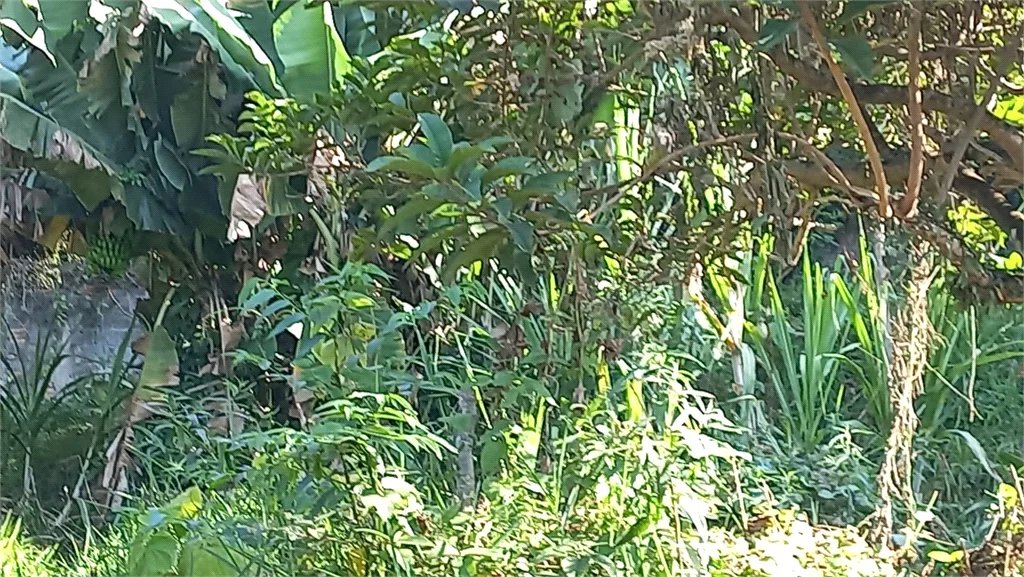Terreno à venda em Vila Tramontano, São Paulo, SP