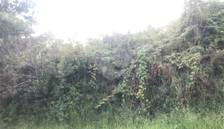 Terreno à venda em Serra da Cantareira, Mairiporã, SP