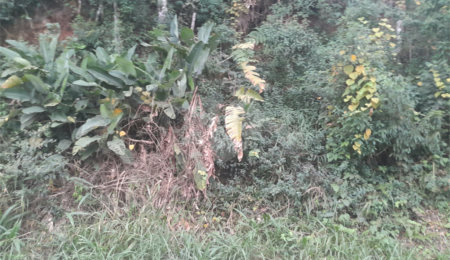 Terreno à venda em Serra da Cantareira, Mairiporã, SP