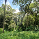 Chácara à venda com 2 quartos em Serra da Cantareira, Mairiporã, SP
