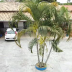 Chácara à venda com 4 quartos, sendo 2 suítes, em João Jabour, Salto, SP