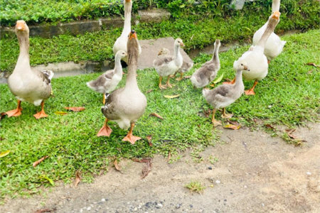 Casa à venda com 3 suítes no condomínio Lagoinha, Jacareí - SP