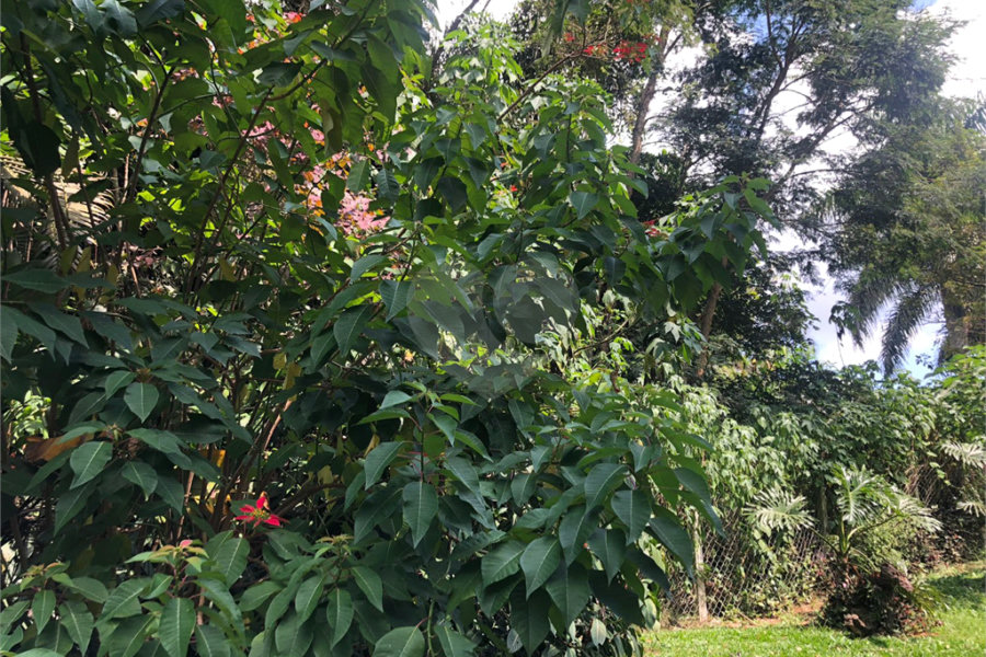 Terreno à venda em Serra da Cantareira, Mairiporã, SP