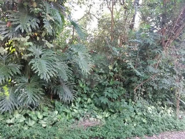 Terreno à venda em Tremembé, São Paulo, SP